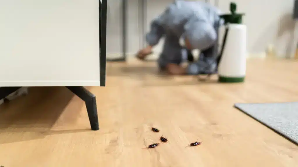 Black Dog Pest Solutions